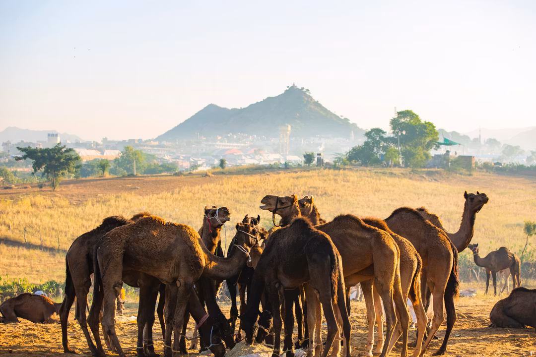 Cover image for Why Pushkar's A Big Deal: The Complete Experiential Guide