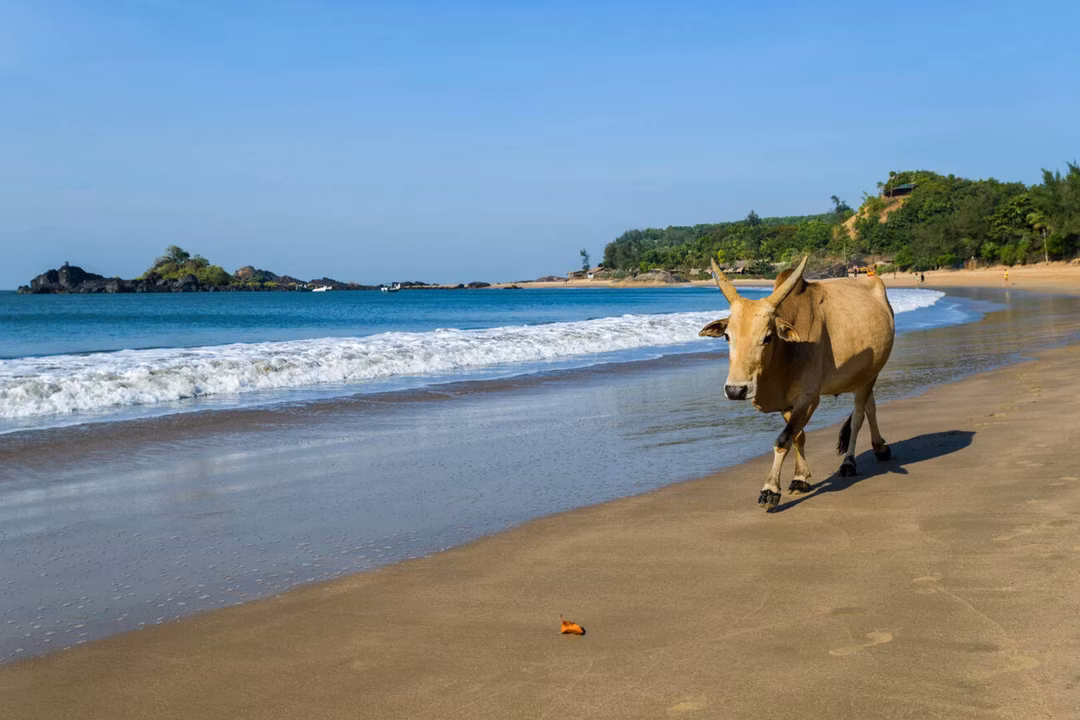 Cover image for Ultimate Travel Guide to Gokarna: Best Beaches, Cafes & Things to Do