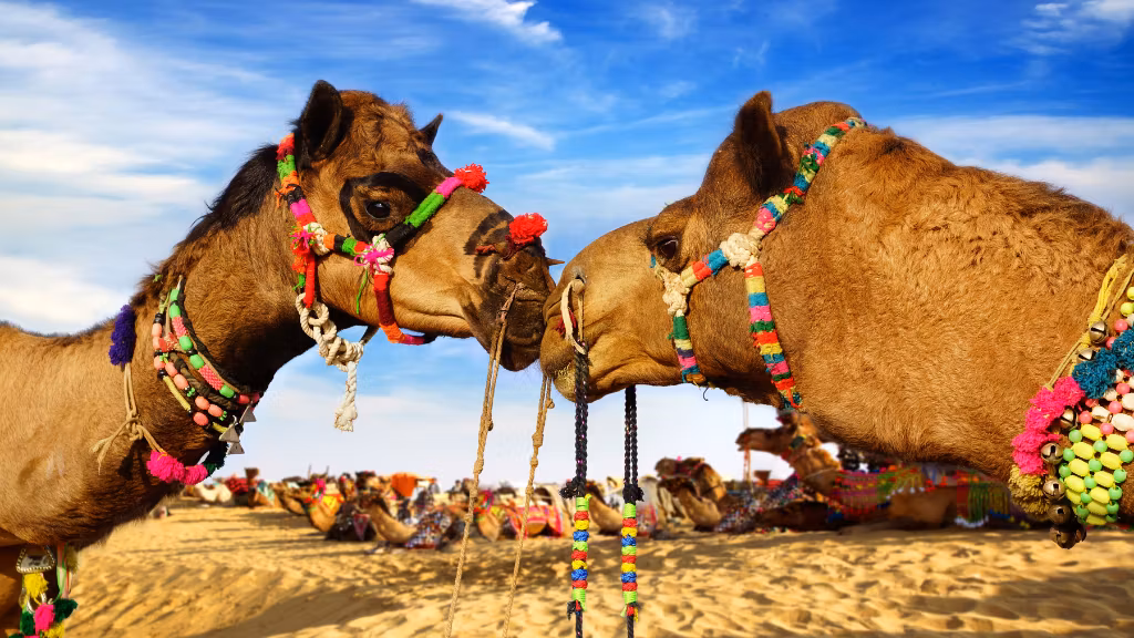Bikaner-Camel-Festival.png