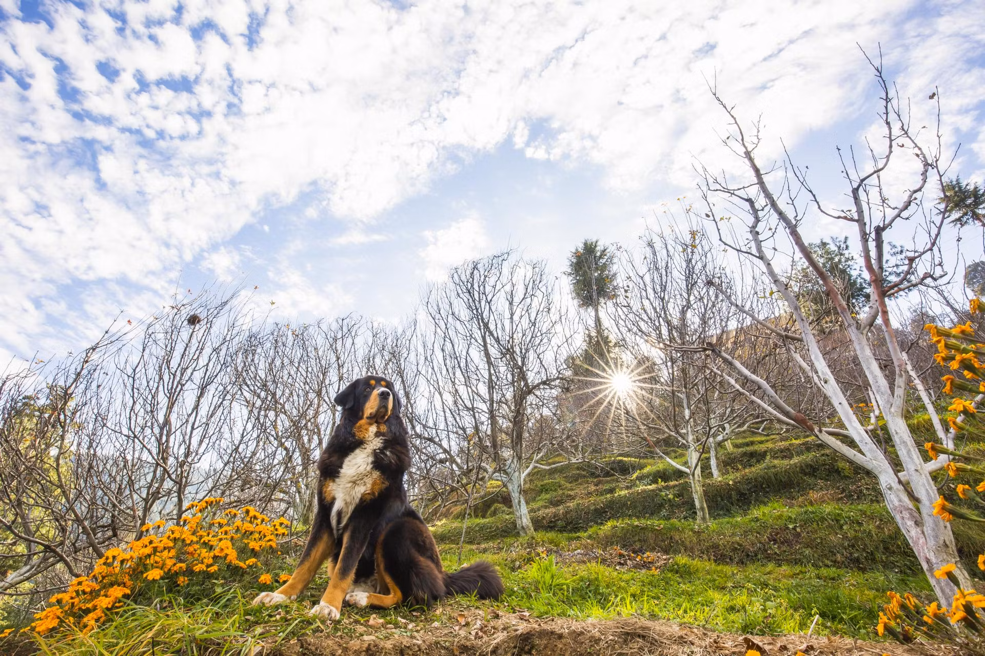 Elsa, our dog in ZostelX Shimla home